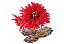 Chrysanthemum (Seed)