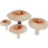 Puff Mushroom
